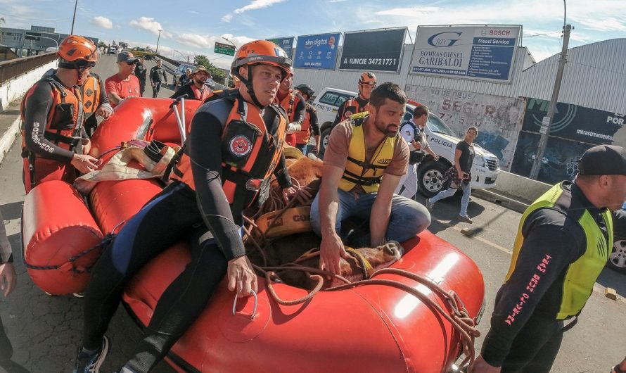 ‘Caramelo,’ the Brazilian horse stranded on a roof by floods, is rescued after stirring the nation