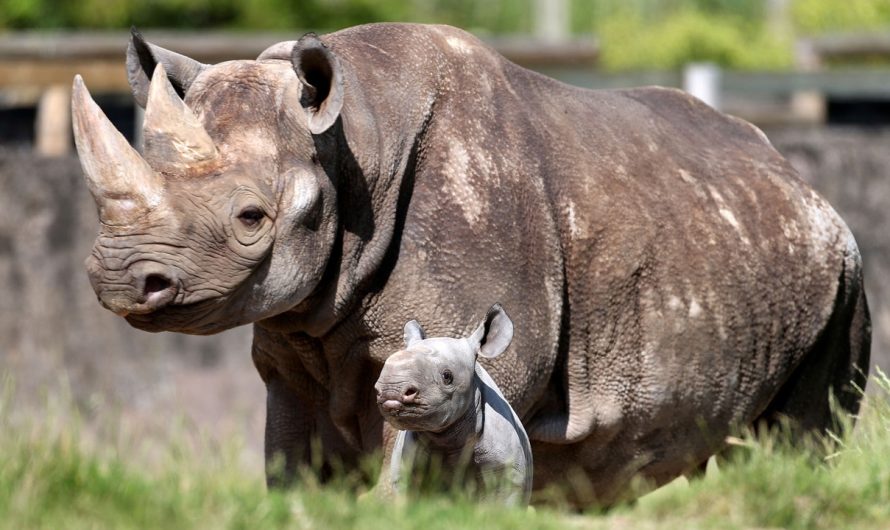 UK zoo keeps its rhinos warm with upgraded heating system