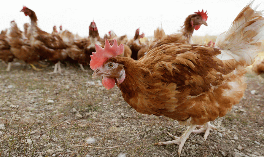 Sleepy town thrust into chaos as out-of-control chickens ruin families’ everyday lives