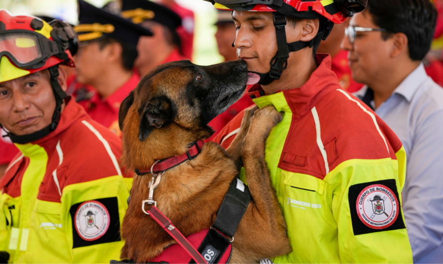 Heroic canines honored as 5 firefighter dogs retire, begin new lives with loving families