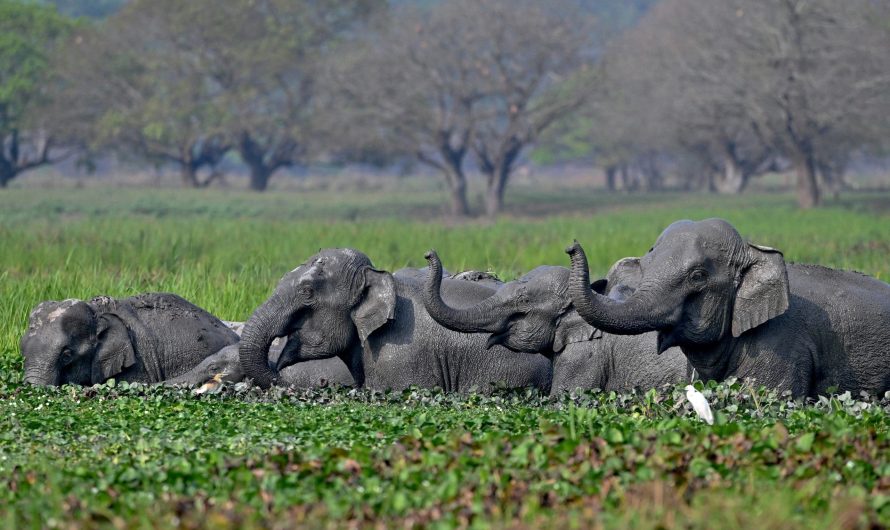 AI can help protect wildlife from human dangers, but ‘real’ value is in data collection