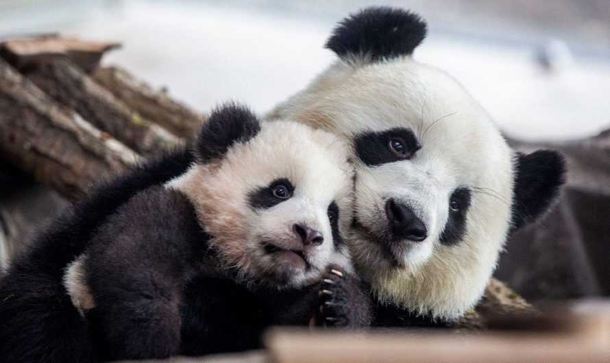 DC’s Smithsonian National Zoo to welcome pair of young pandas from China