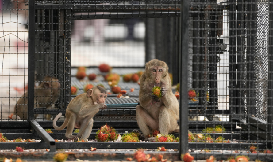 Thai town overrun by wild monkeys launches capture and relocation operation