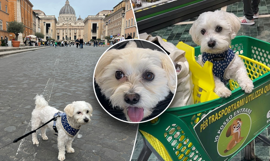 Dog mom spends $900 taking her pup on month-long European vacation across Italy: ‘Great companion’