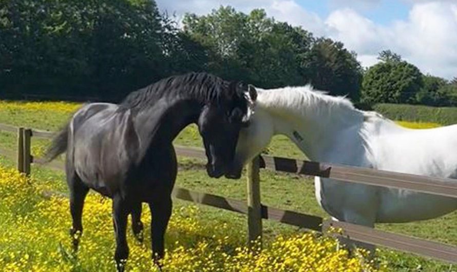 British military horses injured while running through London in April ‘recovering with remarkable speed’