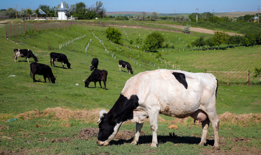 Denmark imposes world’s first carbon tax on flatulent farm animals