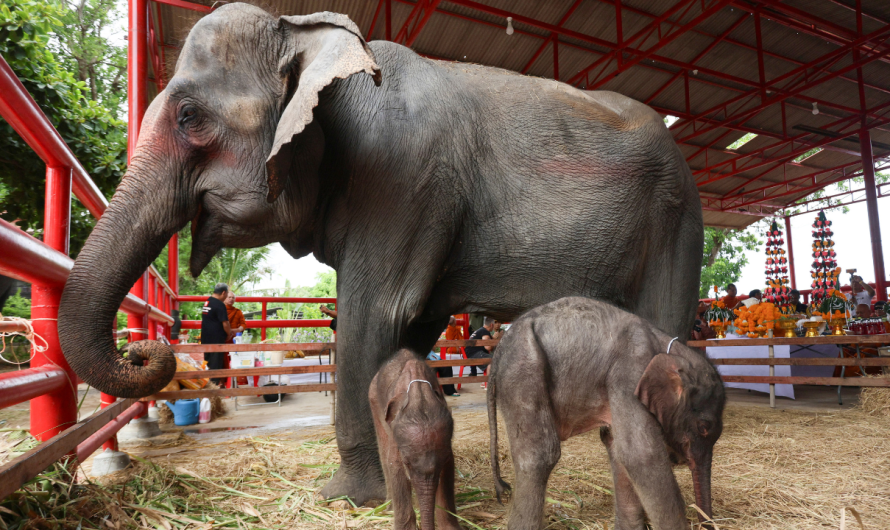 Animal caretakers in Thailand ‘shocked’ after surprise birth of rare twin elephants