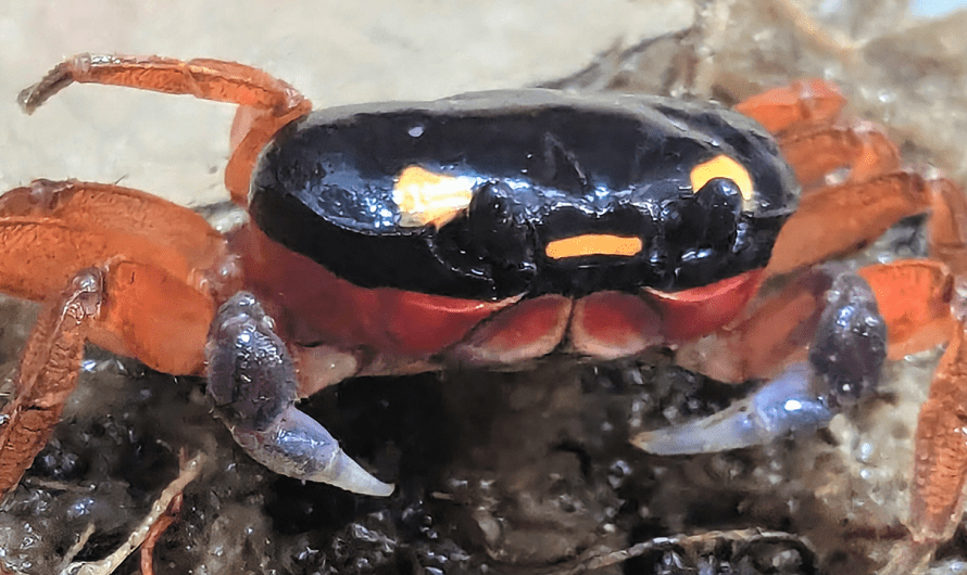 Halloween crab rescued at airport is now on display at zoo: ‘Charming crustacean’