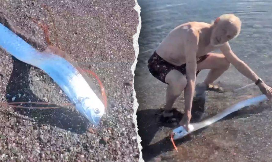 Mysterious ‘doomsday fish’ shocks beachgoers as it approaches shallow waters