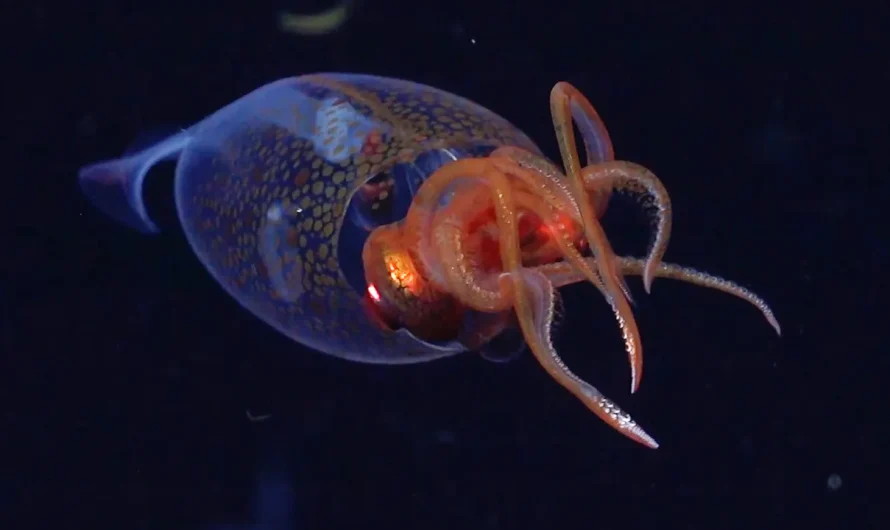 Rare colossal baby sea creature caught on camera for the first time