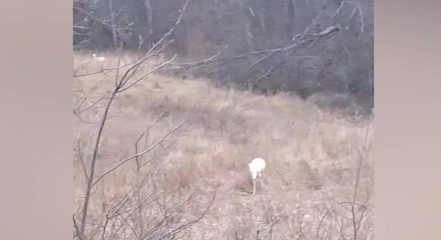 Extremely rare ‘albino’ deer spotted by family driving home on back roads