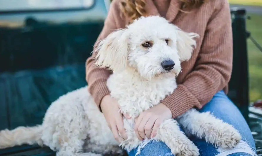 Would you date your pet? 1 in 3 say yes to AI version