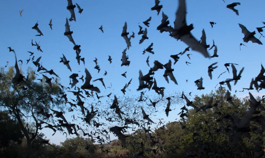 Bat flies into tourist’s mouth during Arizona night sky photography trip