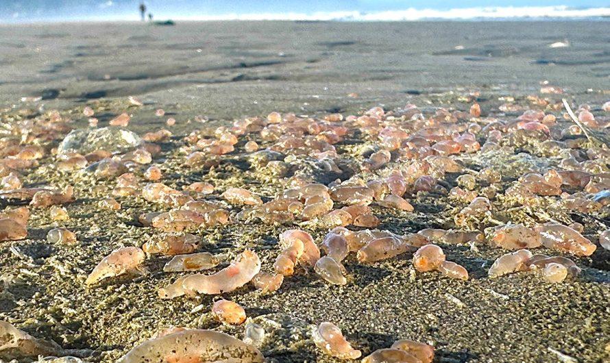 Thousands of mysterious sea creatures ‘littering’ coastal town: See the photos