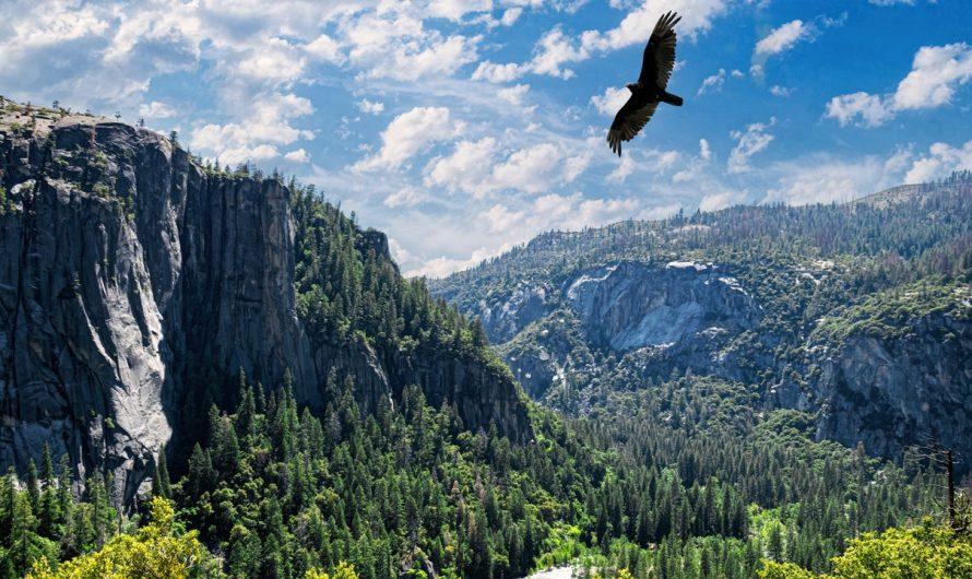 National park gift shops are ordered to purge bias-driven DEI and woke merchandise