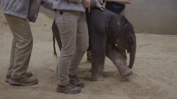 Baby elephant makes historic arrival at Smithsonian’s National Zoo as first birth in nearly 25 years