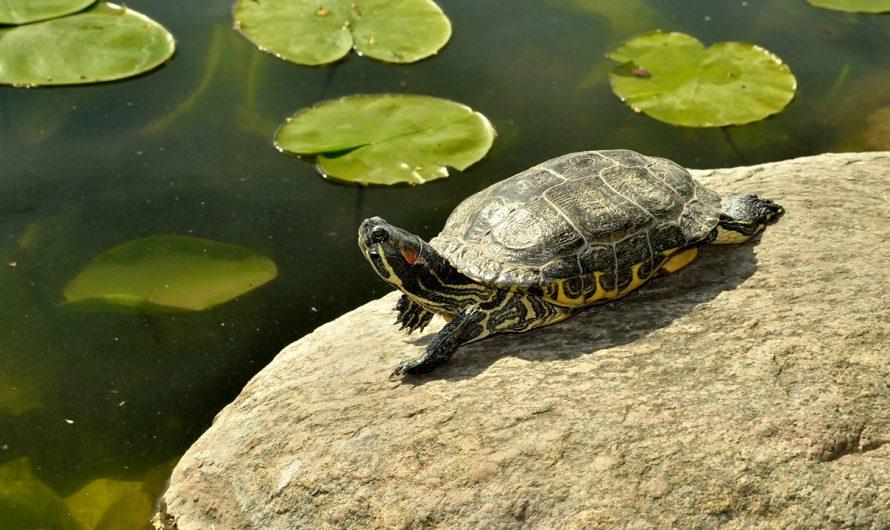 Scientists say turtle shells could hold clues to secret side of Neanderthal behavior