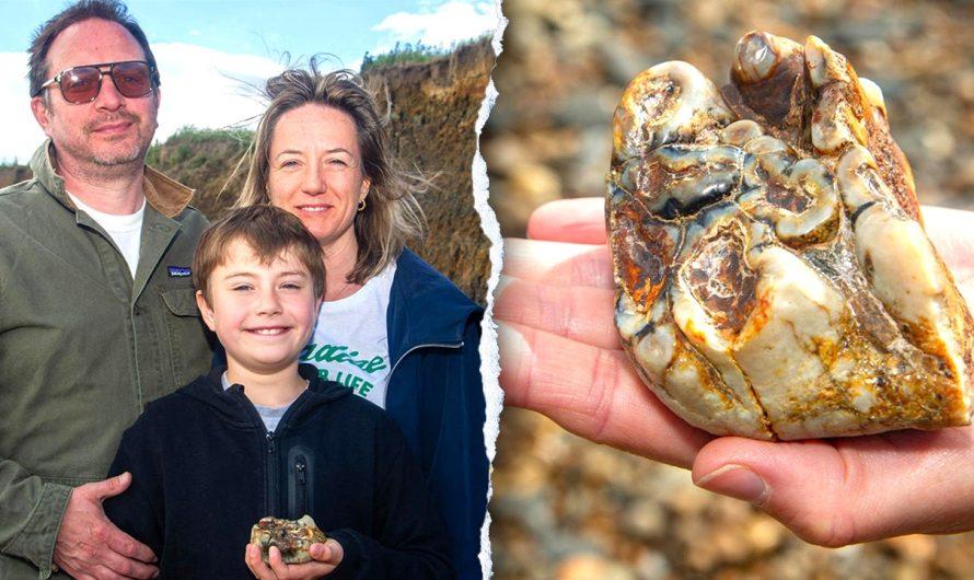 Boy stumbles on strange beach object identified as rare 1.8M-year-old fossil